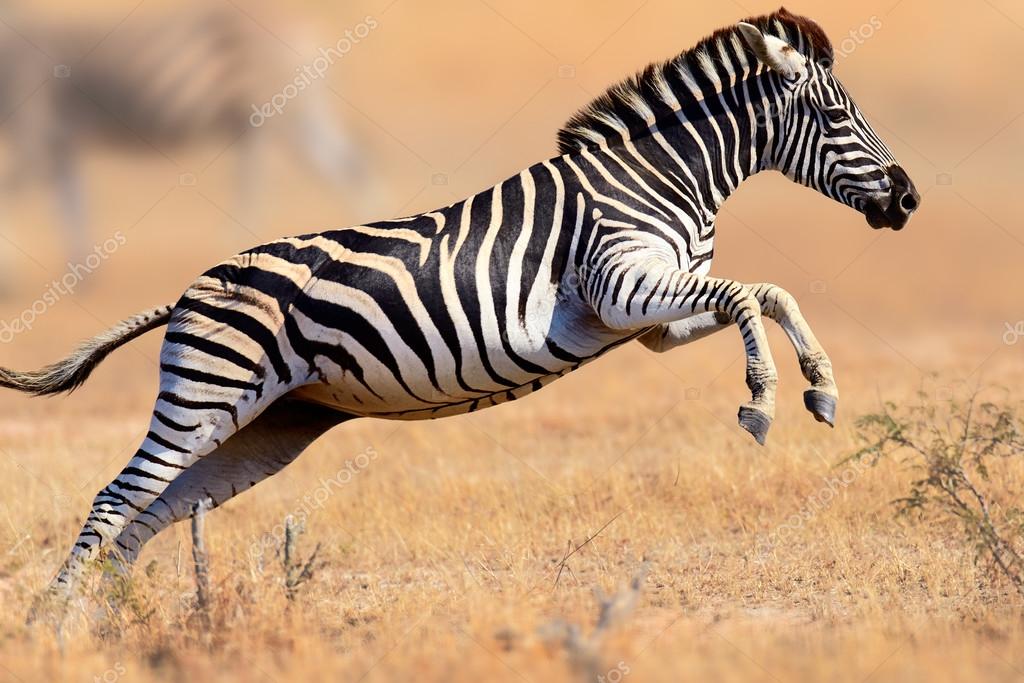 Cebra fotos de stock, imágenes de Cebra sin royalties | Depositphotos Cebra fotos de stock, imágenes de Cebra sin royalties | Depositphotos