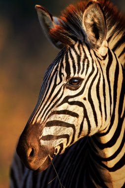 Zebra portre yakın çekim