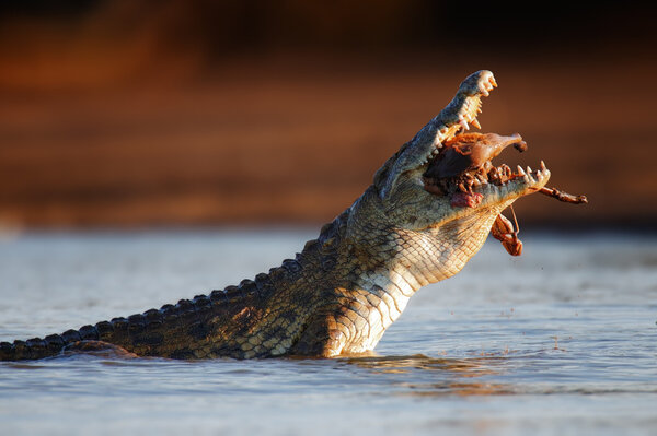 Nile crocodile swallowing Impala