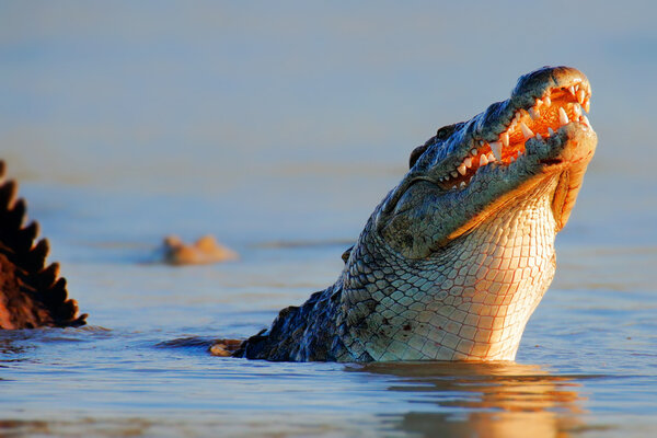 Nile crocodile raising out of water