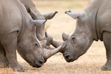 Three White Rhino's  locking horns