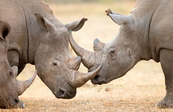 Cornes de verrouillage rhinocéros blanc — Photo