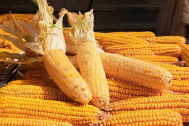 Mısır koçanları, olgun mısır taneleri...