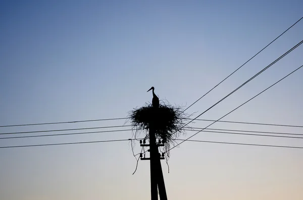 Leylek gündoğumu üzerinde