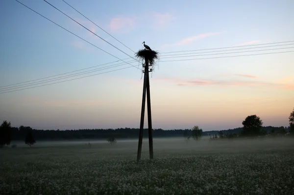 Leylek gündoğumu üzerinde