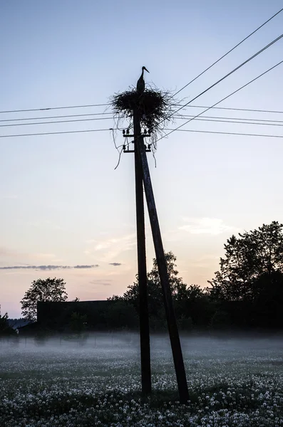 Leylek gündoğumu üzerinde