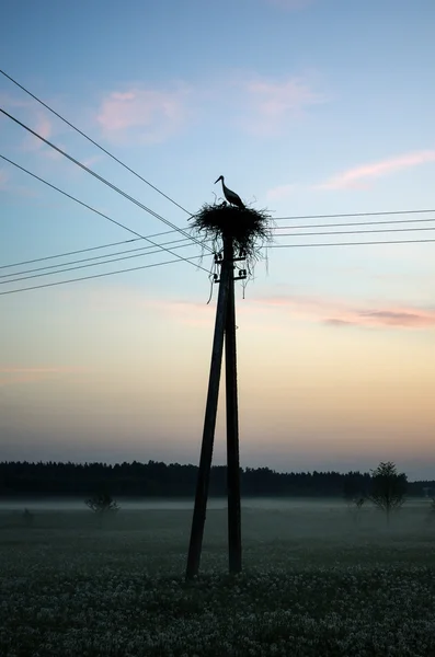 Leylek gündoğumu üzerinde