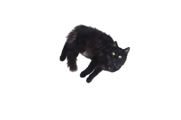 Μαύρη γάτα — Φωτογραφία Αρχείου