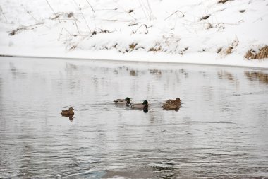 Ördekler açık denizde yüzmek