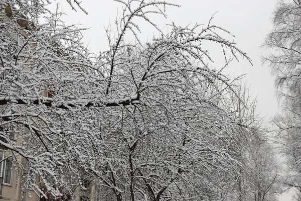 El árbol es un manzano cubierto de nieve — Foto de Stock