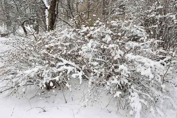 フランジパニの木が雪で覆われています。 — ストック写真