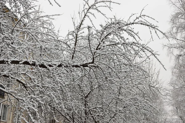 El árbol es un manzano cubierto de nieve — Foto de Stock