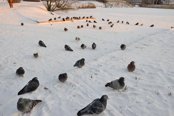 Een kudde van duiven in de sneeuw Park zit — Stockfoto