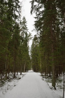 Orman yolu Ladin ormandaki karla kaplı
