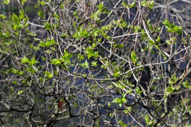 Lila genç ihale ile Şubesi bahar sunshi yaprakları