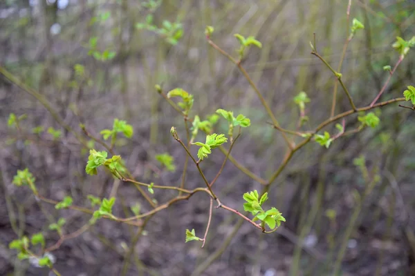 Young green leaves on the branch of wild rose — Stock Photo, Image