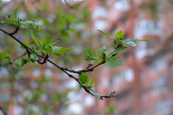 Folhas jovens no ramo da árvore da maçã um fundo de construção urbana — Fotografia de Stock