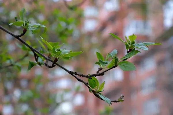 Folhas jovens no ramo da árvore da maçã um fundo de construção urbana — Fotografia de Stock