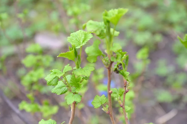 Young leaves on the currant bushes — Stock Photo, Image