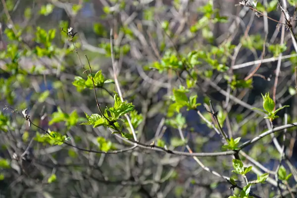 Branche de lilas aux jeunes feuilles tendres au printemps sunshi — Photo