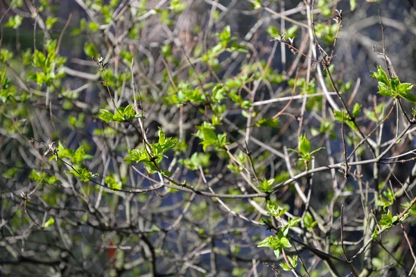 Ветвь сирени с молодыми нежными листьями весной sunshi — стоковое фото