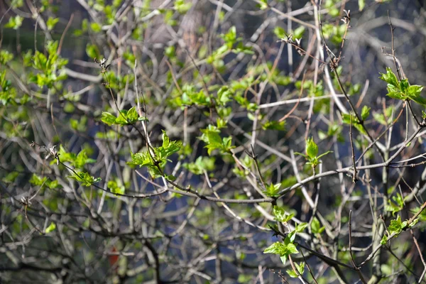 Branch of lilac with young tender leaves in spring  sunshi — Stock Photo, Image