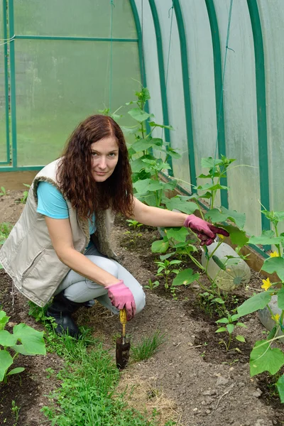 La chica con el pulgar verde pala tierra suelta en un invernadero — Foto de Stock