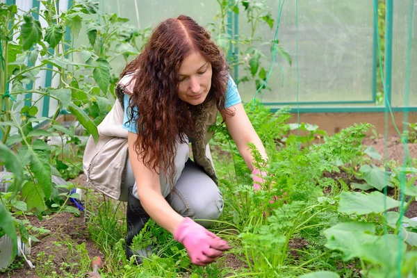 La muchacha con el pulgar verde que escarba las zanahorias en la cama en el gree — Foto de Stock