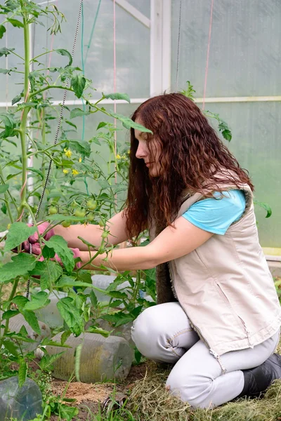 Garota jardineiro amarra tomates no jardim na estufa a — Fotografia de Stock