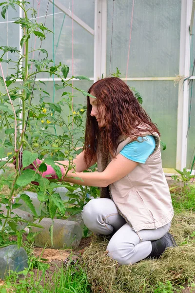 Niña jardinero ata tomates en el jardín en el invernadero a — Foto de Stock