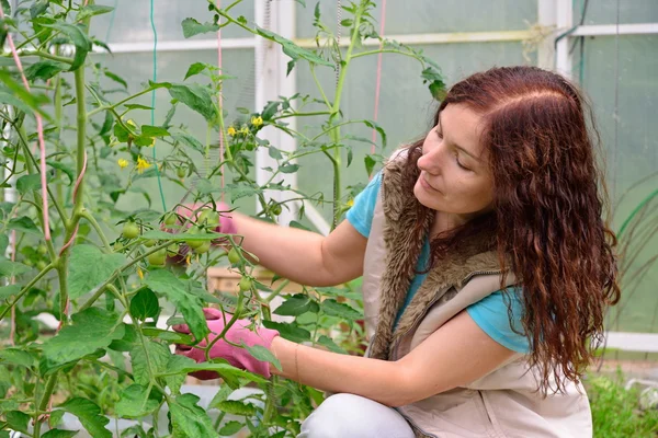 Niña jardinero ata tomates en el jardín en el invernadero a — Foto de Stock