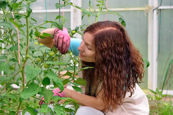 Девушка-садовница держит ветку с молодыми зелеными помидорами — стоковое фото