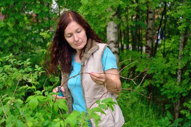 Kız bahçıvan gülümsüyor ve makası keser daldan Kuru 