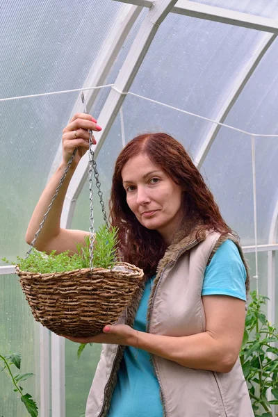 Девушка садовник держит корзину с разнообразной зелени растет в — стоковое фото
