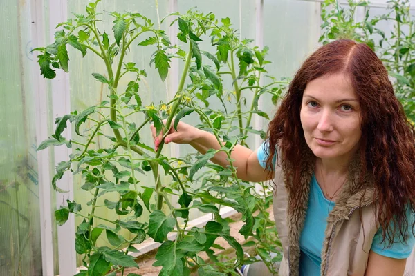 La chica con el pulgar verde mantiene los tomates florecientes del arbusto — Foto de Stock