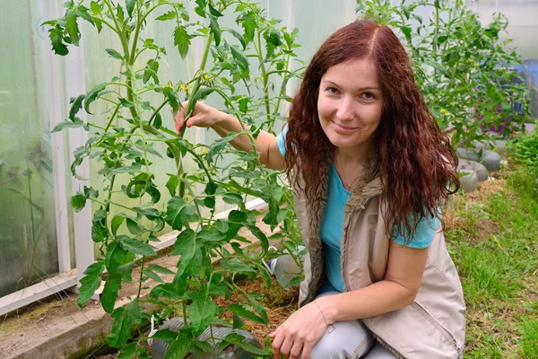 La chica con el pulgar verde mantiene los tomates florecientes del arbusto — Foto de Stock
