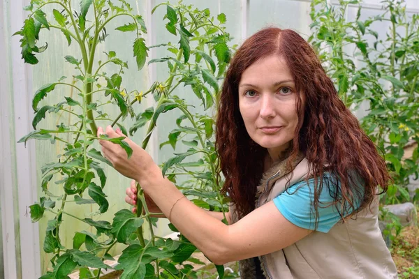 A menina com o polegar verde mantém os tomates arbustos floridos — Fotografia de Stock