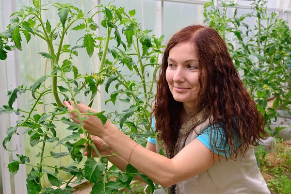 A menina com o polegar verde mantém os tomates arbustos floridos — Fotografia de Stock