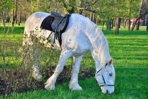 Cavalo branco pastando na cidade Parque da Vitória — Fotografia de Stock