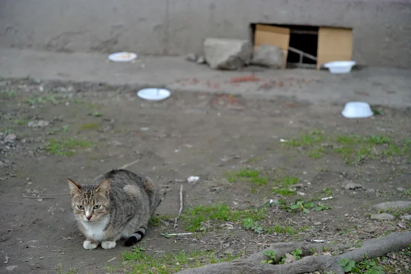 Cat living in the basement of a house and its food — Stock Photo, Image