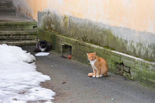 Straße schwarze und rote Katzen auf dem Stein — Stockfoto