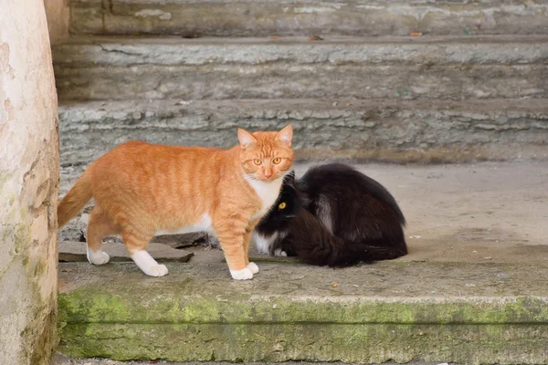 Street black and red cats on the stone — Stock Photo, Image