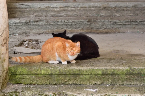 Street black and red cats on the stone — Stock Photo, Image