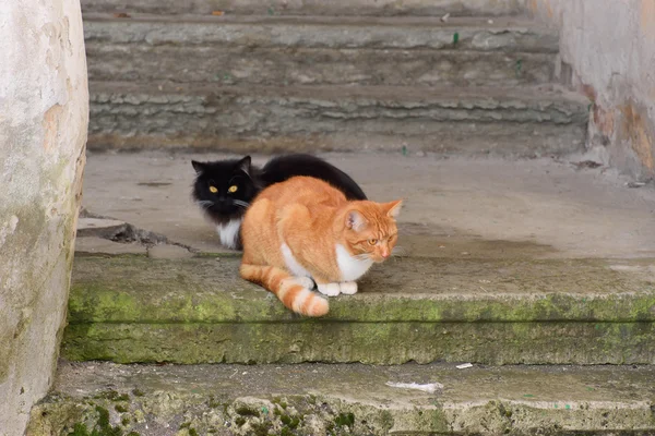 石の上の通り黒と赤猫 — ストック写真