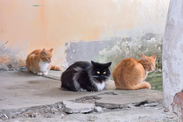 Street black and red cats on the stone — Stock Photo, Image