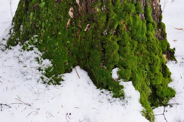Yeşil ağaç kabuğu üzerinde yosun