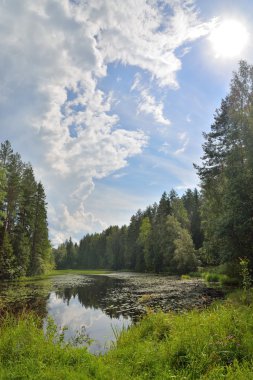 Manzara orman nehir nilüferler ve sazlık ile büyümüş ve