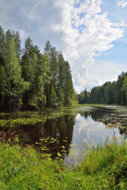Manzara orman nehir nilüferler ve sazlık ile büyümüş ve