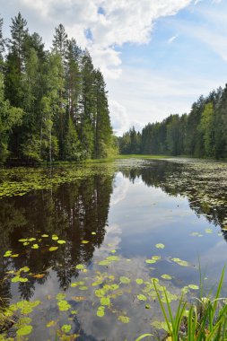 Manzara orman nehir nilüferler ve sazlık ile büyümüş ve