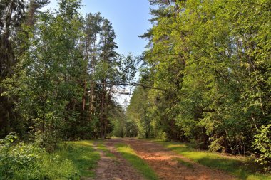 Sandy orman yolu güneşli yaz gün